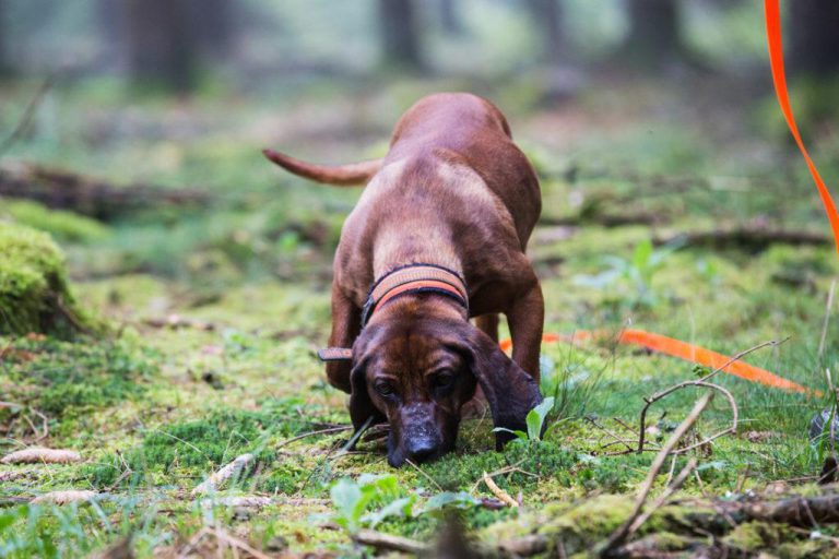 Nachsuchenvereinbarung JJV Kaufbeuren e.V.
